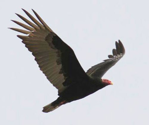 Detectado avión imperial